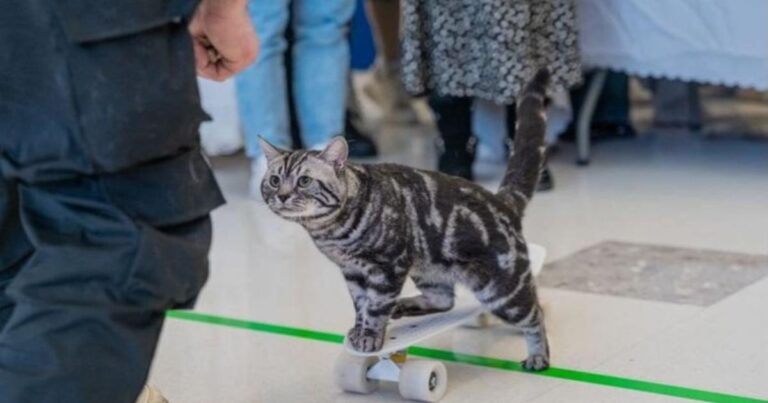 112073 fastest 10 m on a skateboard by a cat header