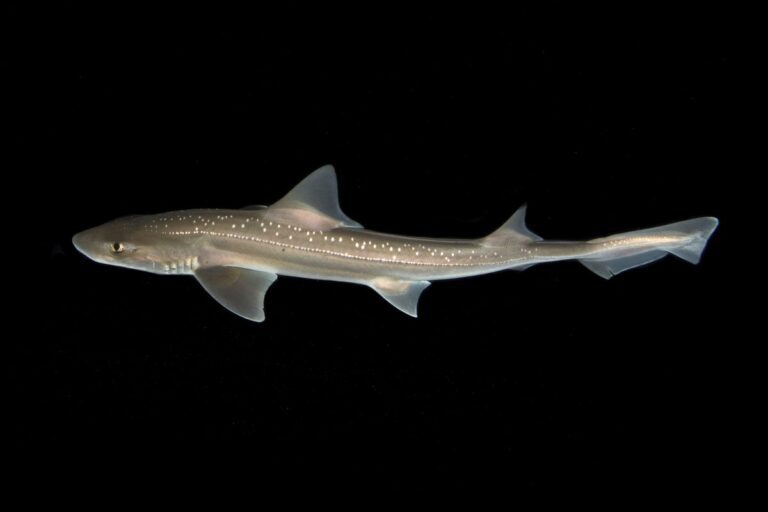 rig mustelus lenticulatus in water side