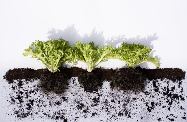 Leaf vegetable microplastics