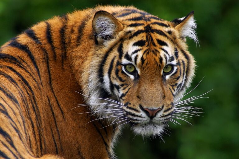 Sumatran Tiger Panthera tigris sumatrae