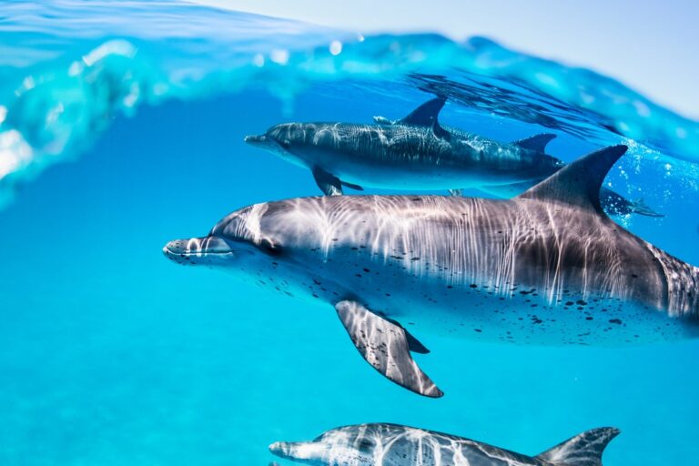 atlantic spotted dolphin pod