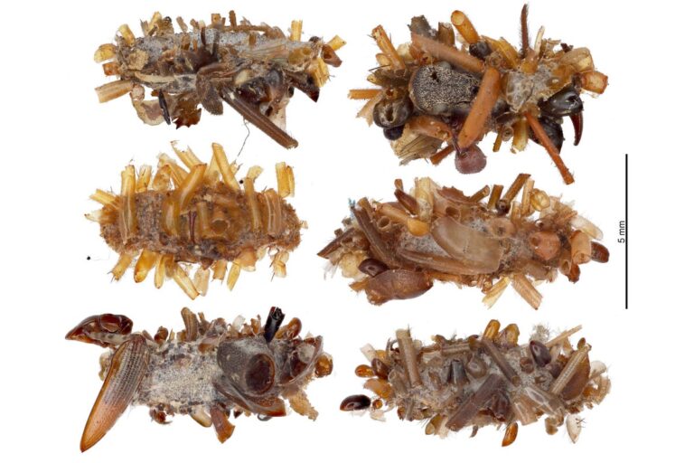 carnivorous hawaiian bone collector caterpillar cases on white