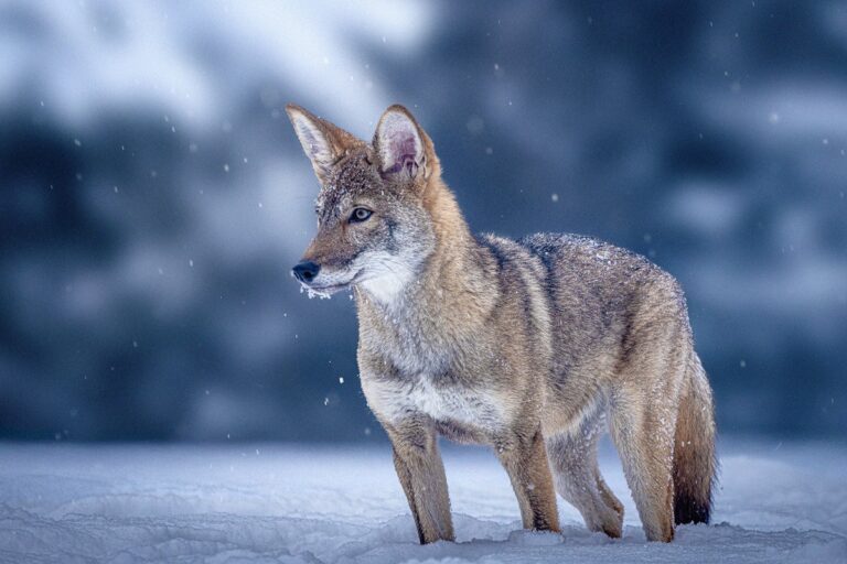 colossal red wolf in snow
